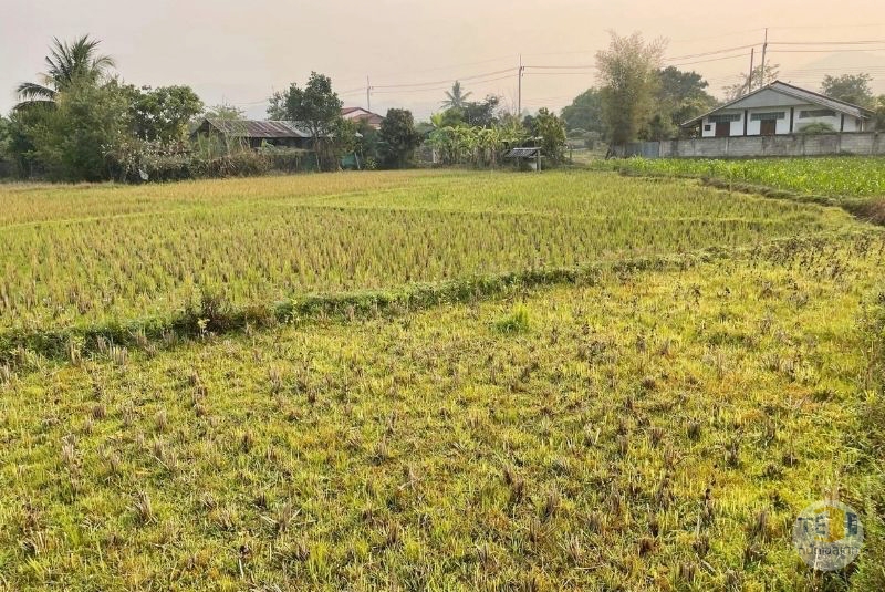 ขายที่ดินปาย น้ำไฟเข้าถึง วิว 180 องศา ตั้งแต่พระอาทิตย์ขึ้นจนพระอาทิตย์ตก