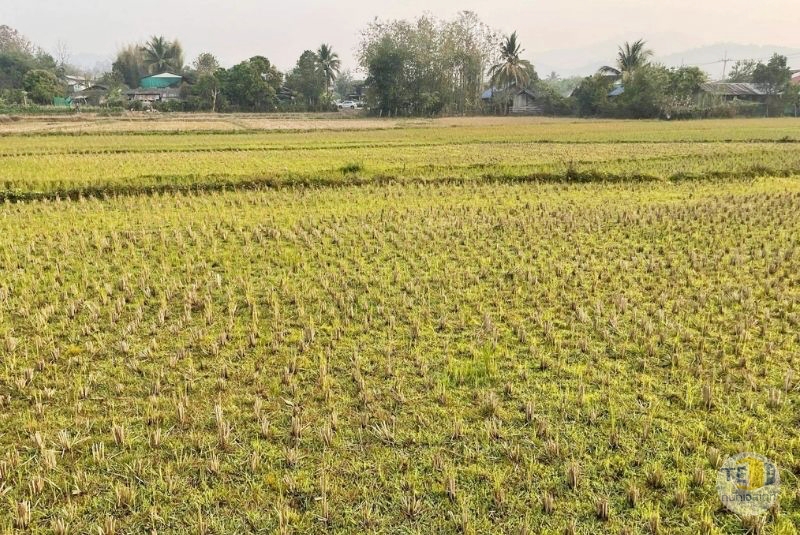 ขายที่ดินปาย น้ำไฟเข้าถึง วิว 180 องศา ตั้งแต่พระอาทิตย์ขึ้นจนพระอาทิตย์ตก