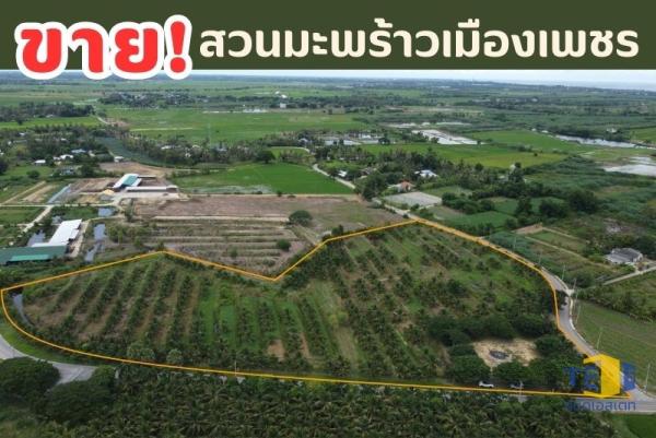 ขายที่ดินสวนมะพร้าว ปลูกพร้อม ใกล้ทะเลปึกเตียน เพียง 5 กม.