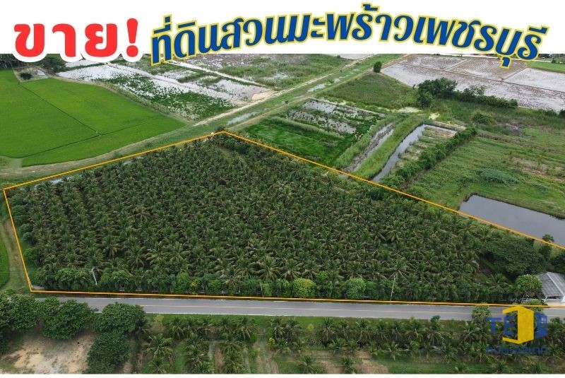 ขายที่ดินสวนมะพร้าวน้ำหอม 8 ไร่เศษ ใกล้หาดปึกเตียน 5 นาที ติดถนนคอนกรีต ทำเลทองชะอำ-เพชรบุรี
